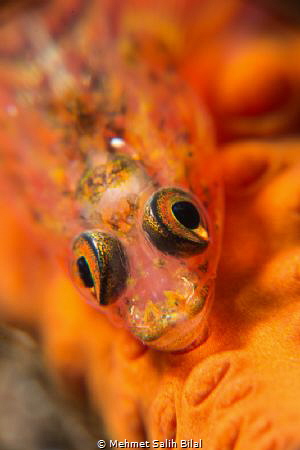 Wire coral goby. 
D800, 105, SMC plus  multiplier. by Mehmet Salih Bilal 