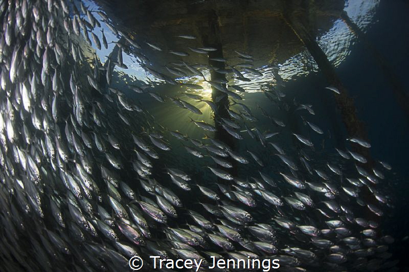 Sunset underwater by Tracey Jennings 