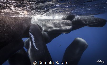 for spermwhale lovers by Romain Barats 