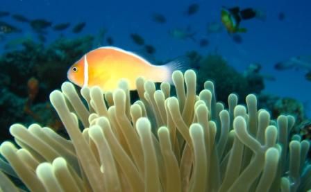 Pink Anemonefish, Taken with a canon powershot SD550 and ... by Renee Marsh 