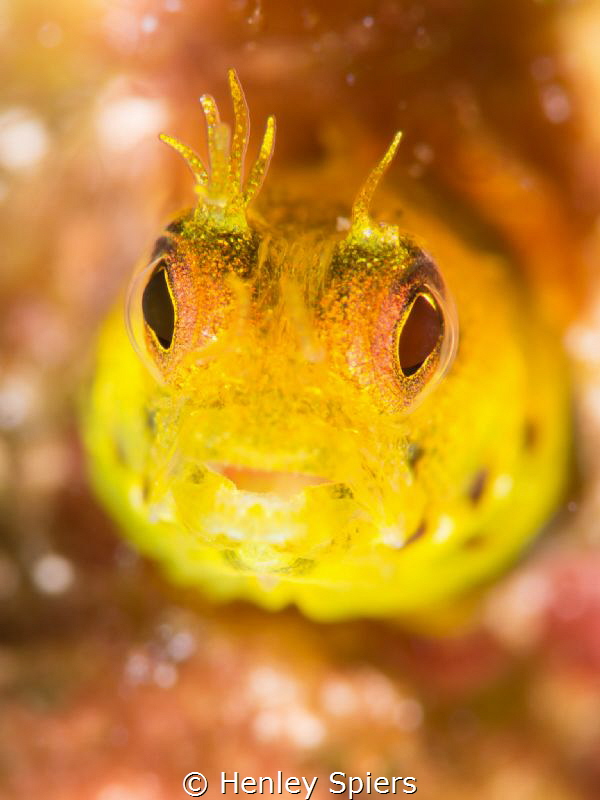 Blenny missing a few cirri by Henley Spiers 