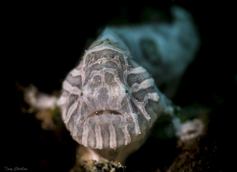 The very rare, Psychedelic Frogfish (Histiophryne Psyched... by Tony Cherbas 