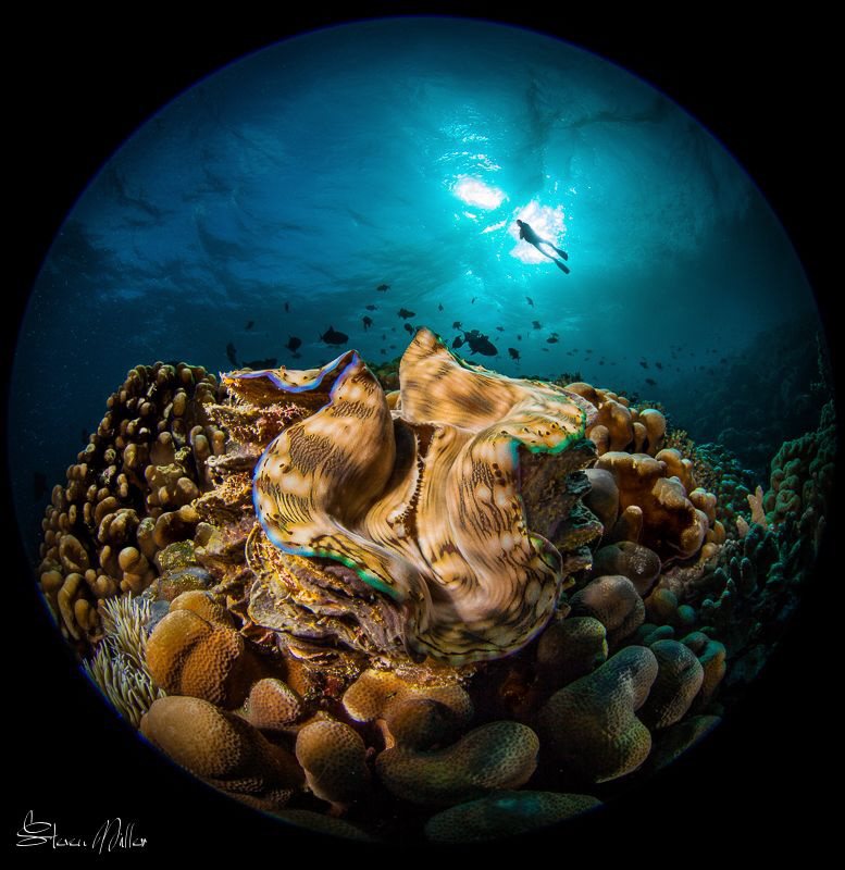 Clam garden by Steven Miller 