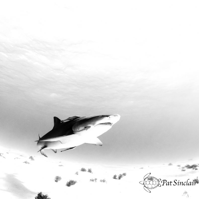 Lemon shark coming in by Patricia Sinclair 
