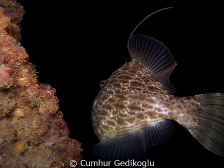 Balistes capriscus
While it`s escaping it was keep an ey... by Cumhur Gedikoglu 