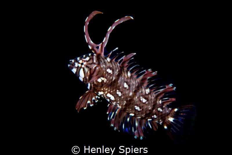 Rockmover Wrasse by Henley Spiers 