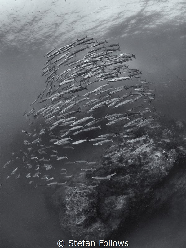 Perpetual

Chevron Barracuda  - Sphyraena qenie

Sail... by Stefan Follows 