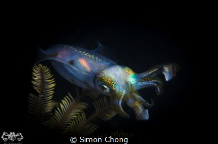 Squid In The Night
Nikon D7000
Nauticam NA-D7000
Nikko... by Simon Chong 
