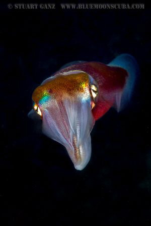 Hawaiian Squid by Stuart Ganz 