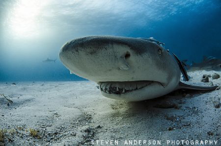 A bright sunny day at Tiger Beach Bahamas and the Lemon S... by Steven Anderson 