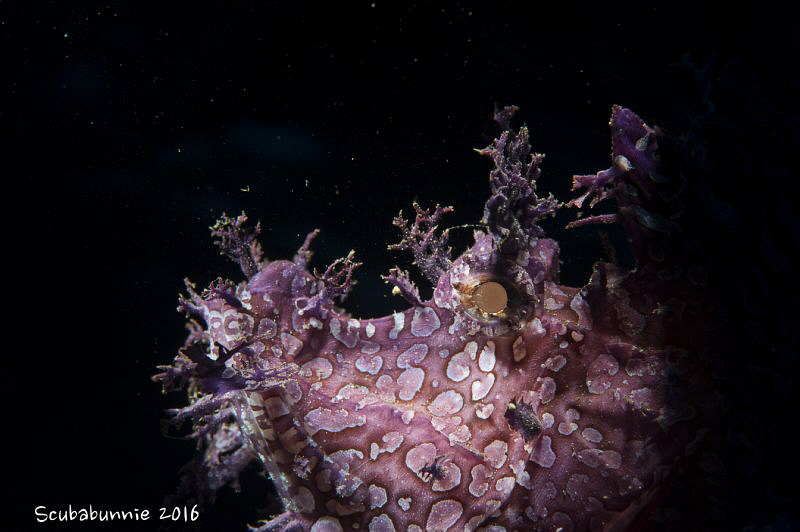 Purple rhinopias by Tracey Jennings 