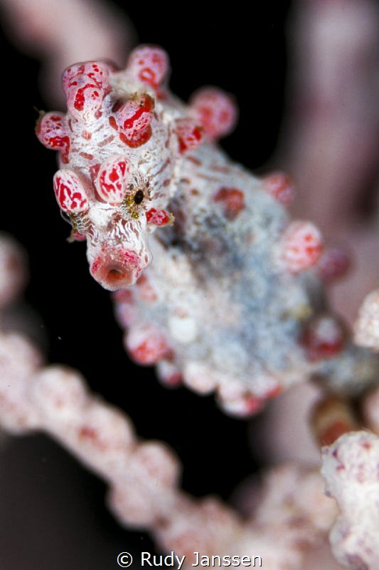 Pygmee sea horse by Rudy Janssen 