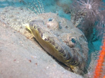 Crocodile fish taken just north of the Shrimp farm at Nab... by Nikki Van Veelen 