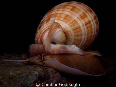 Phalium granulatum
Excavator from Korumar Bay in KUSADASI by Cumhur Gedikoglu 