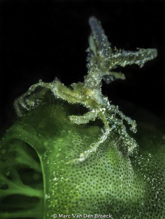 green coral crab by Marc Van Den Broeck 
