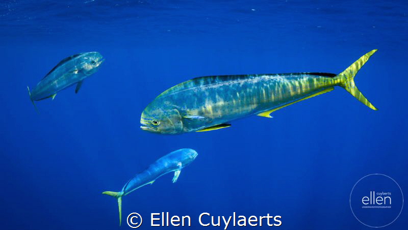 Mahi Mahi Fest
Ascension Island by Ellen Cuylaerts 