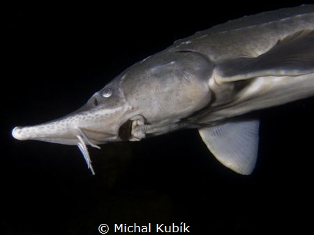 Siberian Sturgeon by Michal Kubík 