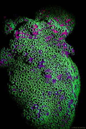 the darkside of underwater world.

Zoanthid coral (fluo... by Mr Chai 