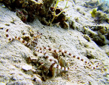 Mimic octopus. by Xiaoqian Cui 