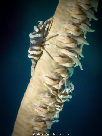 coralstick by Marc Van Den Broeck 