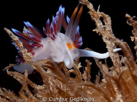Cratena peregrina
Beauty from jetty in Korumar Bay. by Cumhur Gedikoglu 