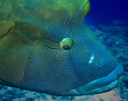 Beautiful colours in this Napolean fish which followed us... by Alex Tattersall 