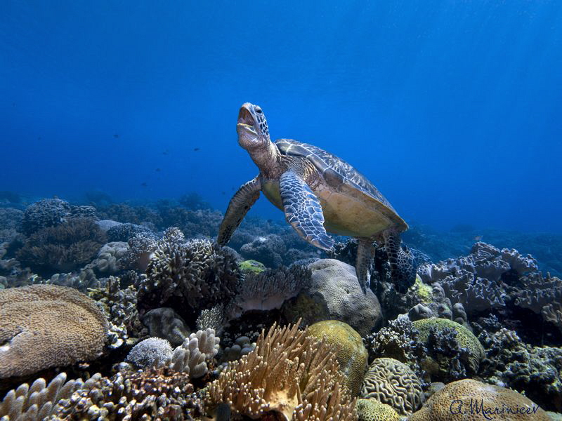 Apo Island by Aleksandr Marinicev 