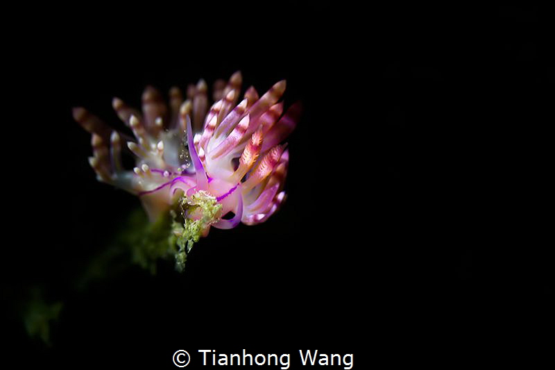 BLOOM
The flower ramble underwater by Tianhong Wang 