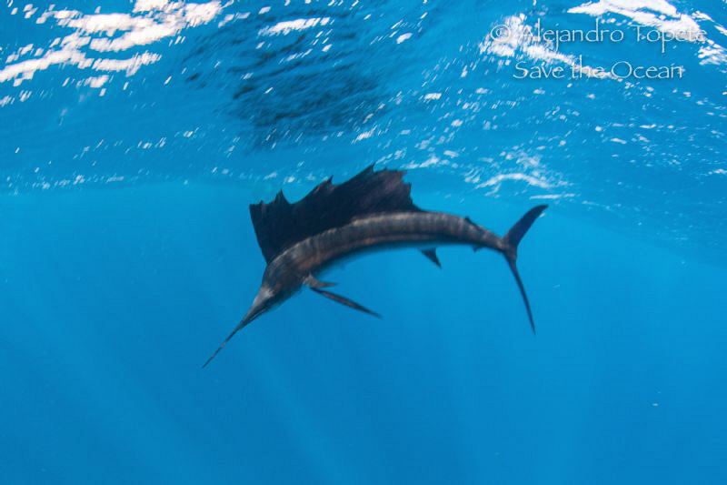 Sailfish in the surface, Isla contoy México by Alejandro Topete 