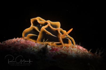 Halgerda Reticulidia-Anilao by Richard Goluch 
