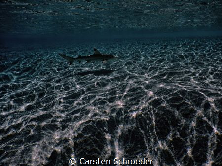 Black Tip at Beach taken with Nikon AW130 by Carsten Schroeder 
