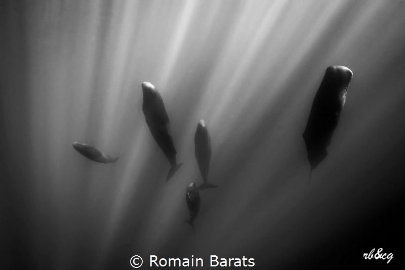 the rest of the Giants by Romain Barats 