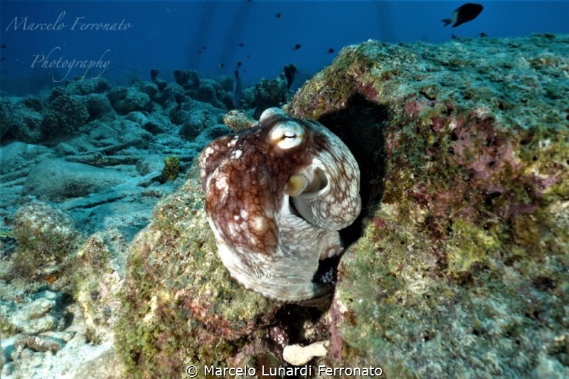 This photo was taken in the South Atlantic, with a sony R... by Marcelo Lunardi Ferronato 
