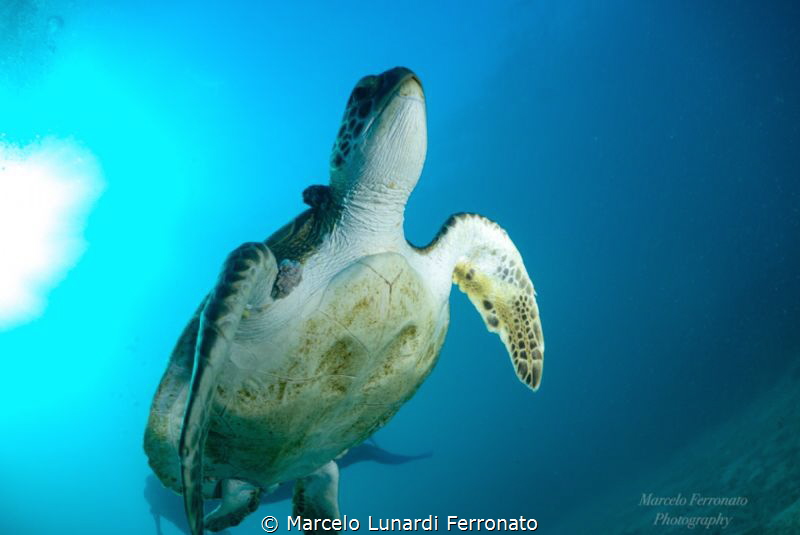 Turtle i by Marcelo Lunardi Ferronato 