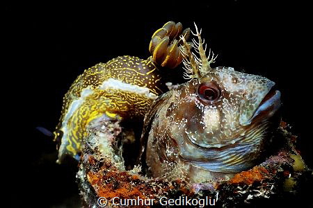 Parablennius gattorugine with Hypselodoris elegans
House... by Cumhur Gedikoglu 