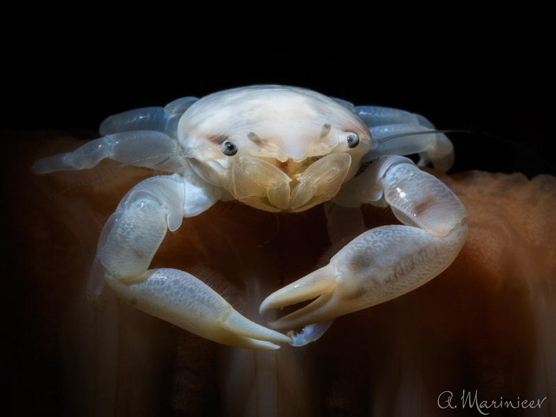 Haig’s Porcelain Crab on Sea Pen by Aleksandr Marinicev 