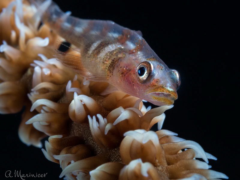 Whip Coral Goby by Aleksandr Marinicev 