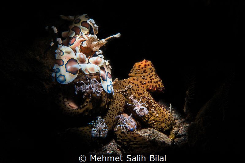 Harlequin mother and her babies. by Mehmet Salih Bilal 
