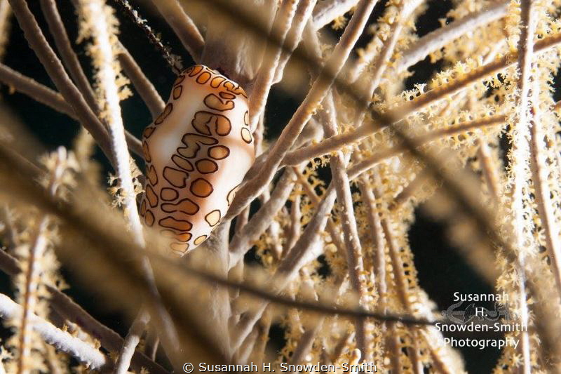 "Framed"
A flamingo tongue cowrie framed by the branches... by Susannah H. Snowden-Smith 
