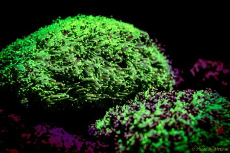 Sea anemones the mysterious color from the dark

Sapi i... by Mr Chai 