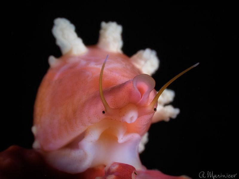 Cowrie by Aleksandr Marinicev 