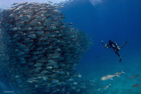 Incredible School of Jacks in Cabo Pulmo, an example of w... by Victor Lorenzo García 