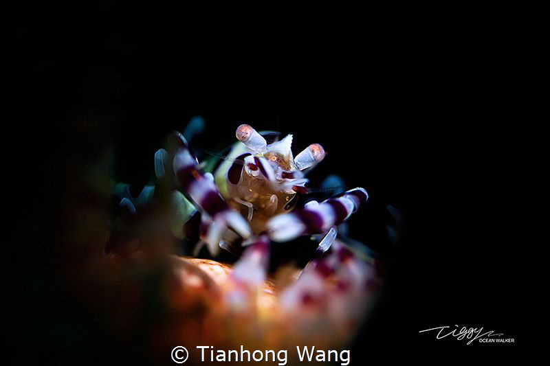DINE by Tianhong Wang 