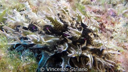 Bursatella Leachii on Doris Wreck by Vincenzo Striano 
