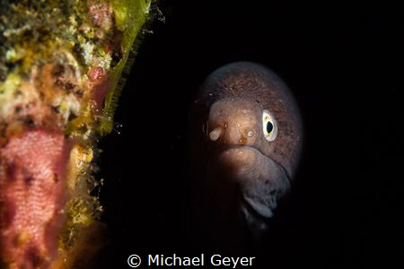 Snooted eal by Michael Geyer 