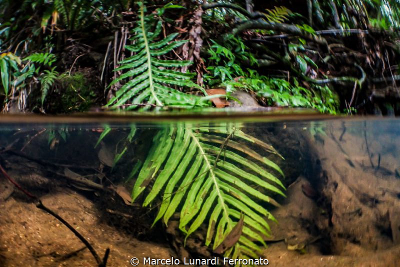 Magic river by Marcelo Lunardi Ferronato 