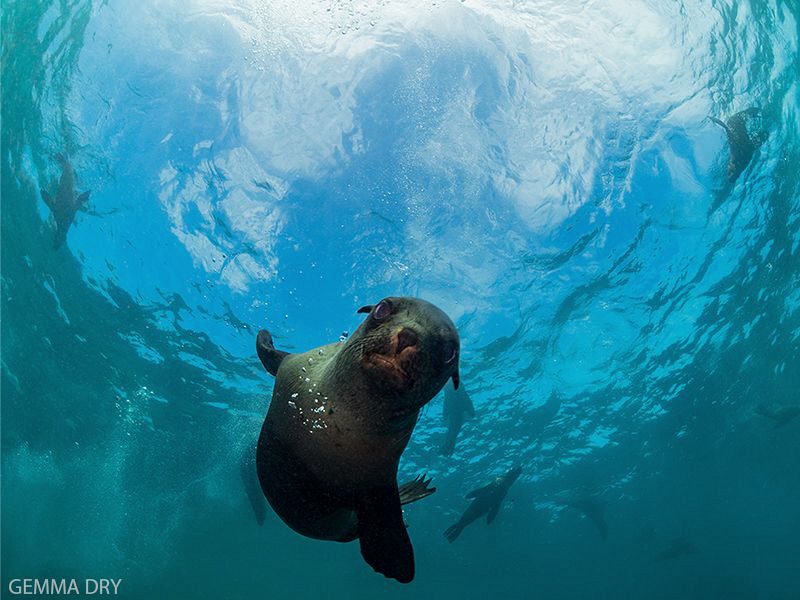 Curious Seal Pup - Hout Bay - South Africa by Gemma Dry 