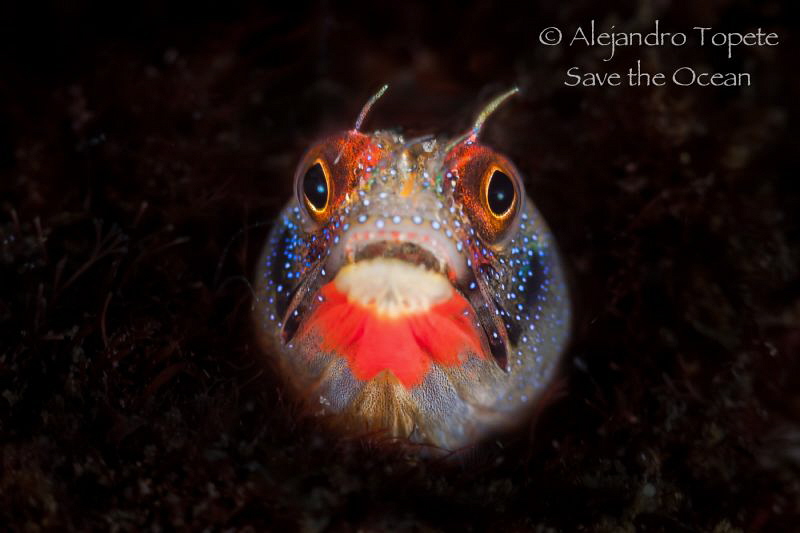 Blenny in black, Acapulco México by Alejandro Topete 