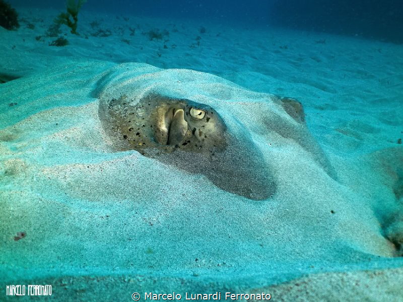 Stingray by Marcelo Lunardi Ferronato 