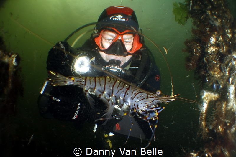 Picture taken in the cold water of the Netherlands by Danny Van Belle 